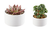 Plant with Ceramic Pot
