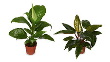 Assorted Indoor Plants 140mm 