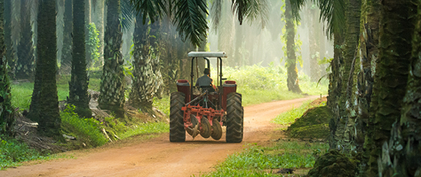 tractor driving through sustainable palm oil farm