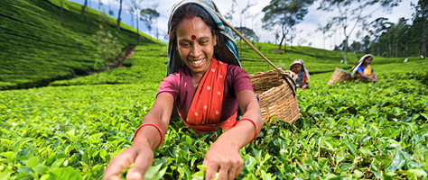 Indian woman picks tea leaves